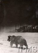 1942, Bliski Wschód. 
Obóz Armii Polskiej na Wschodzie. Niedźwiadek Wojtek, maskotka żołnierzy 22 Kompanii Zaopatrywania Artylerii 2 Korpusu. 
Fot. NN, Instytut Polski im. gen. Sikorskiego w Londynie.
