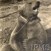 Po 1942, brak miejsca. 
Niedźwiedź Wojtek, maskotka żołnierzy 22 Kompanii Zaopatrywania Artylerii 2 Korpusu.
Fot. NN, Instytut Polski im. gen. Sikorskiego w Londynie.
