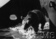 1942, Bliski Wschód. 
Niedźwiadek Wojtek, maskotka żołnierzy 22 Kompanii Zaopatrywania Artylerii 2 Korpusu. 
Fot. NN, Instytut Polski im. gen. Sikorskiego w Londynie.