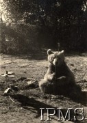 Po 1942, brak miejsca.
Niedźwiadek Wojtek, maskotka żołnierzy 22 Kompanii Zaopatrywania Artylerii 2 Korpusu. 
Fot. NN, Instytut Polski im. gen. Sikorskiego w Londynie.

