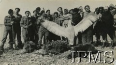 Lata 40., Bliski Wschód.
Polscy żołnierze i tubylcy z upolowanym pelikanem i dzikami.
Fot. NN, Instytut Polski i Muzeum im gen. Sikorskiego w Londynie [teczka - Stanisław Gliwa].