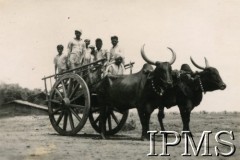 1943-1947, Valivade-Kolhapur, Indie.
Osiedle dla polskich uchodźców. Hindusi na wozie zaprzężonym w bawoły, który stanowił ich środek transportu.
Fot. NN, Kronika osiedla polskiego Valivade-Kolhapur, Indie, tom I, Instytut Polski i Muzeum im. gen. Sikorskiego w Londynie