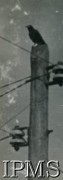 Grudzień 1942, Khanaqin, Irak.
Szpak na słupie w obozie stacjonowania 15 Wileńskiego Batalionu Strzelców 