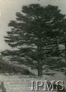 Grudzień 1943, Bechmezzin, Liban.
Cedr - symbol Libanu.
Fot. NN, Kronika 15 Wileńskiego Batalionu Strzelców 