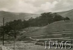 24.12.1943, Bechmezzin, Liban.
Cedry rosnące w miejscu postoju 15 Wileńskiego Batalionu Strzelców 