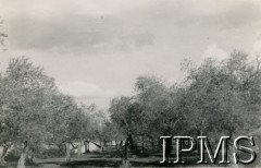 24.12.1943, Bechmezzin, Liban.
Gaj drzew oliwkowych w miejsce postoju 15 Wileńskiego Batalionu Strzelców 
