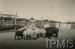 1943-1946, Digglefold, Rodezja Południowa. 
Ośrodek szkolny dla polskich uchodźców w południowej Afryce. Pracownica gospodarstwa szkolnego karmi trzodę chlewną. [15 listopada 1945 uruchomiono własne gospodarstwo szkolne, po przejęciu inwentarza zwierzęcego po zlikwidowanej farmie.]
Fot. NN, kolekcja: Osiedla polskie w Afryce, Instytut Polski i Muzeum im. gen. Sikorskiego w Londynie