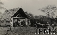 1942-1950, Tengeru, Tanganika.
Osiedle dla polskich uchodźców. Pracownicy Farmy Rolnej w zagrodzie świń.
Fot. NN, kolekcja: Osiedla polskie w Afryce, Instytut Polski i Muzeum im. gen. Sikorskiego w Londynie