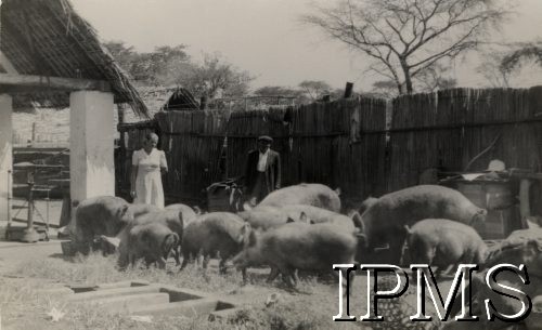 1942-1950, Tengeru, Tanganika.
Osiedle dla polskich uchodźców. Pracownicy Farmy Rolnej w zagrodzie świń.
Fot. NN, kolekcja: Osiedla polskie w Afryce, Instytut Polski i Muzeum im. gen. Sikorskiego w Londynie