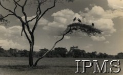 1942-1950, okolice Tengeru, Tanganika.
Marabuty na drzewie akacji w okolicy osiedla dla polskich uchodźców.
Fot. NN, kolekcja: Osiedla polskie w Afryce, Instytut Polski i Muzeum im. gen. Sikorskiego w Londynie