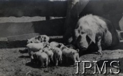 1942-1950, Tengeru, Tanganika.
Osiedle dla polskich uchodźców. Świnie w zagrodzie Farmy Rolnej.
Fot. NN, kolekcja: Osiedla polskie w Afryce, Instytut Polski i Muzeum im. gen. Sikorskiego w Londynie