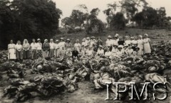 Październik 1946, Tengeru, Tanganika.
Osiedle dla polskich uchodźców. Pracownicy Farmy Rolnej podczas zbioru kapusty.
Fot. NN, kolekcja: Osiedla polskie w Afryce, Instytut Polski i Muzeum im. gen. Sikorskiego w Londynie