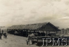 1942-1950, Tengeru, Tanganika.
Osiedle dla polskich uchodźców. Farma Rolna.
Fot. NN, kolekcja: Osiedla polskie w Afryce, Instytut Polski i Muzeum im. gen. Sikorskiego w Londynie