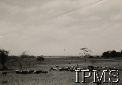 1942-1950, Tengeru, Tanganika.
Osiedle dla polskich uchodźców. Pastwisko.
Fot. NN, kolekcja: Osiedla polskie w Afryce, Instytut Polski i Muzeum im. gen. Sikorskiego w Londynie