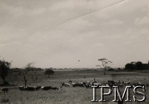 1942-1950, Tengeru, Tanganika.
Osiedle dla polskich uchodźców. Pastwisko.
Fot. NN, kolekcja: Osiedla polskie w Afryce, Instytut Polski i Muzeum im. gen. Sikorskiego w Londynie