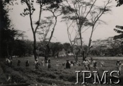 1942-1950, Tengeru, Tanganika.
Osiedle dla polskich uchodźców. Praca na Farmy Rolnej.
Fot. NN, kolekcja: Osiedla polskie w Afryce, Instytut Polski i Muzeum im. gen. Sikorskiego w Londynie