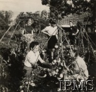 1942-1950, Tengeru, Tanganika.
Osiedle dla polskich uchodźców. Uczennice I klasy Szkoły Rolniczej podczas zajęć praktycznych na szkolnym poletku.
Fot. NN, kolekcja: Osiedla polskie w Afryce, Instytut Polski i Muzeum im. gen. Sikorskiego w Londynie