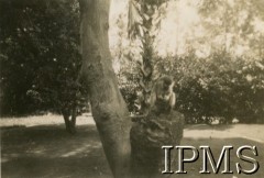 Lata 40., Kampala, Uganda.
Osiedle dla polskich uchodźców. Małpka na drzewie.
Fot. NN, kolekcja: Osiedla polskie w Afryce, Instytut Polski i Muzeum im. gen. Sikorskiego w Londynie