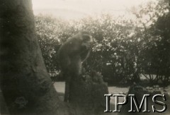 Lata 40., Kampala, Uganda.
Małpka na drzewie.
Fot. NN, kolekcja: Osiedla polskie w Afryce, Instytut Polski i Muzeum im. gen. Sikorskiego w Londynie