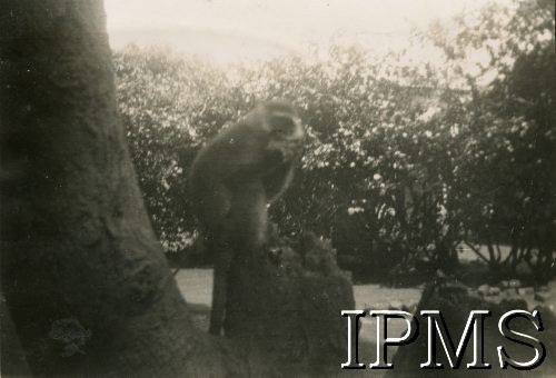 Lata 40., Kampala, Uganda.
Małpka na drzewie.
Fot. NN, kolekcja: Osiedla polskie w Afryce, Instytut Polski i Muzeum im. gen. Sikorskiego w Londynie