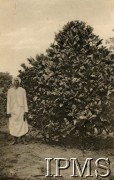 Lata 40., Uganda.
Plantator i nowy typ drzewa kawowego uprawianego w Ugandzie.
Fot. NN, kolekcja: Osiedla polskie w Afryce, Instytut Polski i Muzeum im. gen. Sikorskiego w Londynie