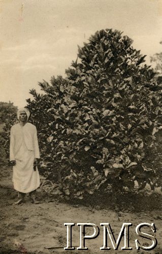 Lata 40., Uganda.
Plantator i nowy typ drzewa kawowego uprawianego w Ugandzie.
Fot. NN, kolekcja: Osiedla polskie w Afryce, Instytut Polski i Muzeum im. gen. Sikorskiego w Londynie