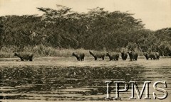 Lata 40., Uganda. 
Stado bawołów nad jeziorem w Ugandzie.
Fot. NN, kolekcja: Osiedla polskie w Afryce, Instytut Polski i Muzeum im. gen. Sikorskiego w Londynie