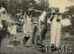 21.05.1945, Masindi, Uganda.
Mężczyźni z rybą o wadze 100 funtów, złowioną w jeziorze Alberta. 
Fot. NN, kolekcja: Osiedla polskie w Afryce, Instytut Polski i Muzeum im. gen. Sikorskiego w Londynie