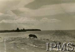 Grudzień 1944, Afryka.
 Hipopotam nad jeziorem Edwarda.
Fot. NN, kolekcja: Osiedla polskie w Afryce, Instytut Polski i Muzeum im. gen. Sikorskiego w Londynie