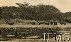 Lata 40., Uganda.
Stado bawołów nad jeziorem w Ugandzie.
Fot. NN, kolekcja: Osiedla polskie w Afryce, Instytut Polski i Muzeum im. gen. Sikorskiego w Londynie