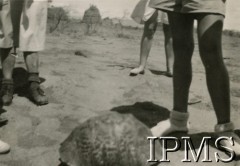 1945-1947, Kenia. 
Grupa osób koło żółwia, zdjęcie wykonane podczas wycieczki mieszkańców osiedla dla polskich uchodźców w Rongai.
Fot. NN, kolekcja: Osiedla polskie w Afryce, Instytut Polski i Muzeum im. gen. Sikorskiego w Londynie