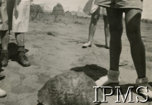 1945-1947, Kenia. 
Grupa osób koło żółwia, zdjęcie wykonane podczas wycieczki mieszkańców osiedla dla polskich uchodźców w Rongai.
Fot. NN, kolekcja: Osiedla polskie w Afryce, Instytut Polski i Muzeum im. gen. Sikorskiego w Londynie