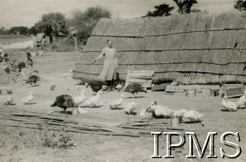 1943-1946, Rusape, Rodezja Południowa.
Osiedle dla polskich uchodźców. Kobieta w zagrodzie drobiu na farmie.
Fot. NN, kolekcja: Osiedla polskie w Afryce, Instytut Polski i Muzeum im. gen. Sikorskiego w Londynie