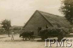1943-1946, Rusape, Rodezja Południowa.
Osiedle dla polskich uchodźców. Praca na farmie.
Fot. NN, kolekcja: Osiedla polskie w Afryce, Instytut Polski i Muzeum im. gen. Sikorskiego w Londynie