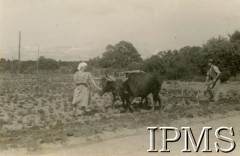 Styczeń 1945, Rusape, Rodezja Południowa.
Osiedle dla polskich uchodźców. Pracownicy farmy podczas pracy na polu uprawnym.
Fot. NN, kolekcja: Osiedla polskie w Afryce, Instytut Polski i Muzeum im. gen. Sikorskiego w Londynie