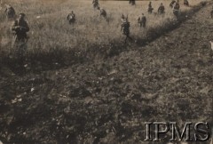 1919-1920, Zdołbunów.
1 Pułk Ułanów Krechowieckich, żołnierze zbierają owies na polu.
Fot. NN, Instytut Polski im. Gen. Sikorskiego w Londynie [Album nr inw. 415 - 1 pułku ułanów Krechowieckich]