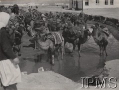 1941, Kermine, Uzbekistan, ZSRR.
Wielbłądy nad arykiem.
Fot. NN, Instytut Polski im. Gen. Sikorskiego w Londynie [Album 7 Dywizji Piechoty]