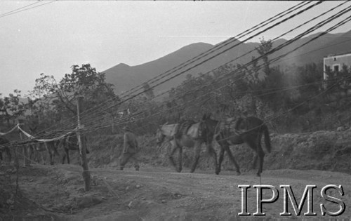 Maj 1944, Cassino, Włochy.
Bitwa pod Monte Cassino, kolumna mułów idąca drogą.
Fot. T. Szumański, Instytut Polski im. Gen. Sikorskiego w Londynie [album negatywowy nr 105]

