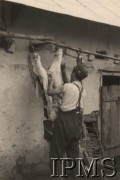 Po 22.06.1941, brak miejsca.
Żołnierz z I Dywizji Strzelców Górskich oprawia cielaka. W tle - wiejskie pomieszczenie gospodarcze.
Fot. NN, Instytut Polski i Muzeum im. gen. Sikorskiego w Londynie