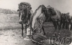 Ok. 1920, brak miejsca.
Kawaleria Legionów podczas odpoczynku.
Fot. NN, Instytut Polski im. Gen. Sikorskiego w Londynie [kolekcja 240/111]