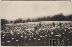 Lata 20., Polska.
Pole maków. Na pierwszym planie stoi siostra generała Mariana Żegoty-Januszajtisa, za nią ojciec Konstanty Januszajtis.
Fot. NN, Instytut Polski im. Gen. Sikorskiego w Londynie [Kolekcja Żegota-Januszajtis]