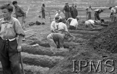 11-18.05.1944, Cassino, Włochy.
Walki 2 Korpusu Polskiego pod Monte Cassino, cywile kopiący groby.
Fot. Felicjan Maliniak, Instytut Polski i Muzeum im. gen. Sikorskiego w Londynie, album negatywowy L-I Monte Cassino, płachta 38
