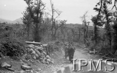 Maj 1944, Cassino, Włochy.
Muły na drodze między drzewami. Na przodzie żołnierz - mulnik.
Fot. Felicjan Maliniak, Instytut Polski im. Gen. Sikorskiego w Londynie [album negatywowy L-I Monte Cassino] - płachta 49