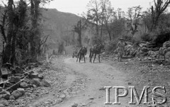 Maj 1944, Cassino, Włochy.
Muły na drodze między drzewami. Na przodzie żołnierz - mulnik, na poboczu skrzynki po nabojach.
Fot. Felicjan Maliniak, Instytut Polski im. Gen. Sikorskiego w Londynie [album negatywowy L-I Monte Cassino] - płachta 49
