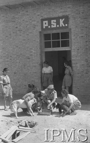 1942, Teheran, Iran (Persja).
Przed budynkiem Pomocniczej Służby Kobiet kilka ochotniczek bawi się ze szczeniakami.
Fot. NN, Instytut Polski im. Gen. Sikorskiego w Londynie [album negatywowy B-I IRAN] - płachta 34