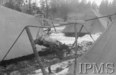 Grudzień 1941, Kołtubanka, obł. Czkałowsk, ZSRR.
Obóz formującej się Armii Andersa, zamarznięty drób wiszący między namiotami.
Fot. Czesław Zembal, Instytut Polski im. Gen. Sikorskiego w Londynie [album negatywowy A-I ROSJA] - płachta 8