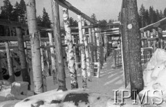 Grudzień 1941, Kołtubanka, obł. Czkałowsk, ZSRR.
Rusztowanie z drewnianych palików wykorzystywane latem przez miejscową ludność do uprawy chmielu.
Fot. Czesław Zembal, Instytut Polski im. Gen. Sikorskiego w Londynie [album negatywowy A-I ROSJA] - płachta 10