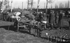 Styczeń 1942, stacja Kaufmanskaja, Uzbekistan, ZSRR.
Wózek zaprzężony w osła załadowany bagażami.
Fot. inż. Wiktor Ostrowski, Instytut Polski im. Gen. Sikorskiego w Londynie [album negatywowy A-I ROSJA] - płachta 17