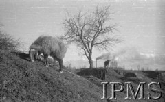 Marzec 1942, Jangi-Jul, Uzbekistan, ZSRR.
Krajobraz - na pierwszym planie baran.
Fot. Stanisław Lipiński, Instytut Polski im. Gen. Sikorskiego w Londynie [album negatywowy A-I ROSJA] - płachta 23