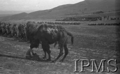 Maj 1942, Dżałał-Abad, Kirgistan, ZSRR.
Uzbecki chłopiec siedzący na ziemi obok wielbłąda, w tle szeregi polskiej piechoty.
Fot. inż. Ostrowski, Instytut Polski im. Gen. Sikorskiego w Londynie [album negatywowy A-I ROSJA] - płachta 42